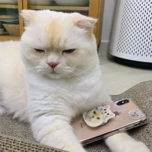 키위