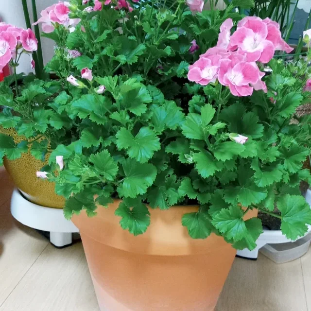 꽃보