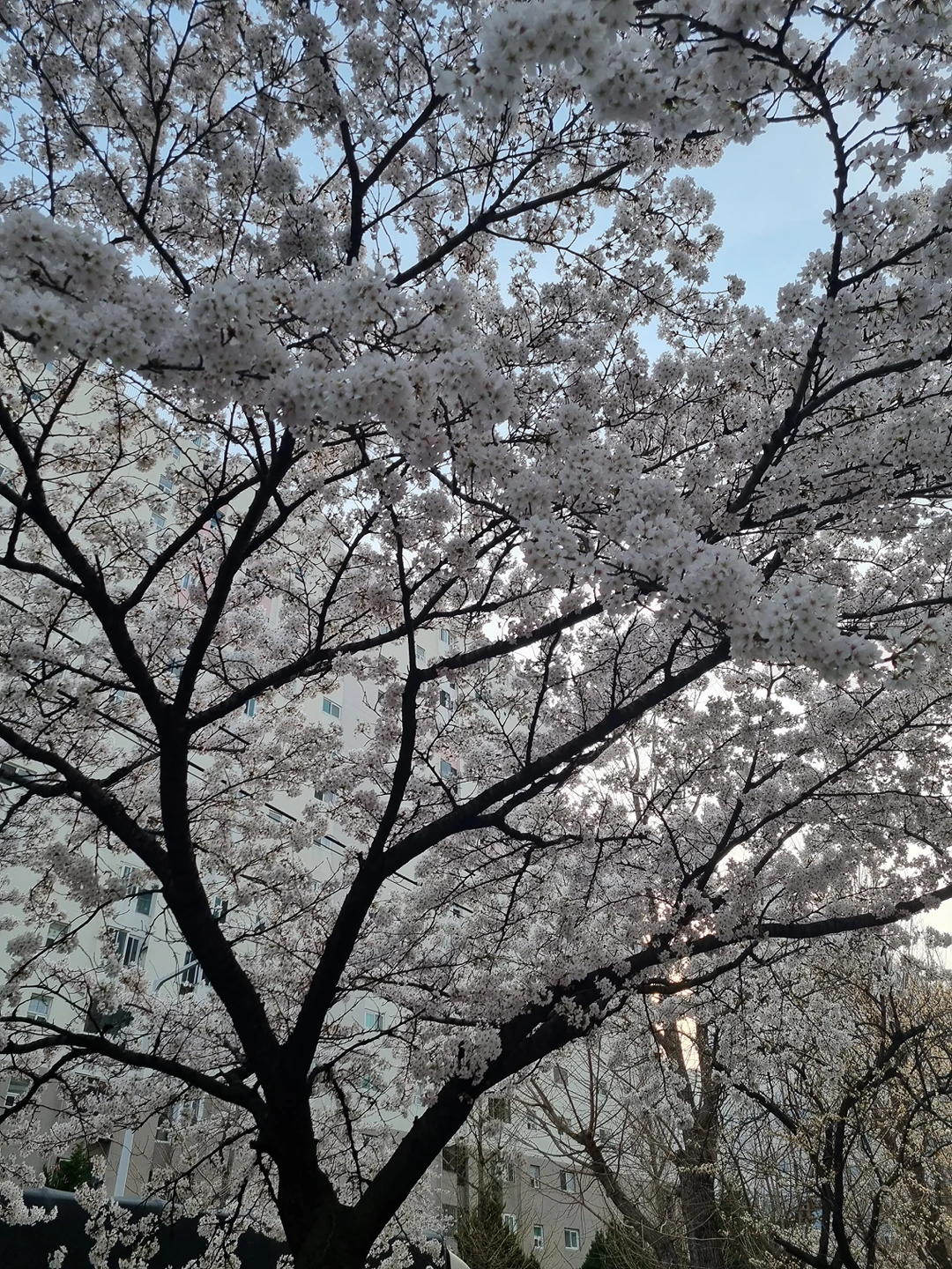 대박박