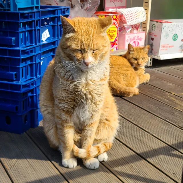 누리네