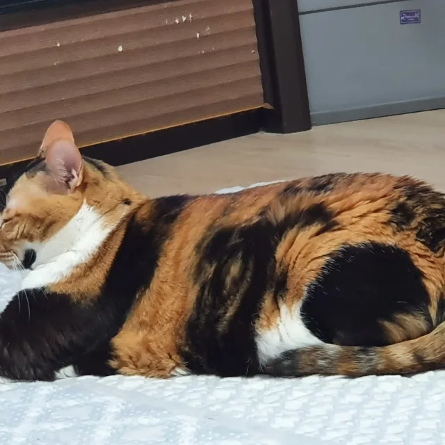 냥이아빠