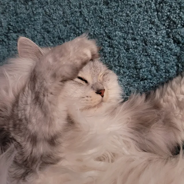컬러리스