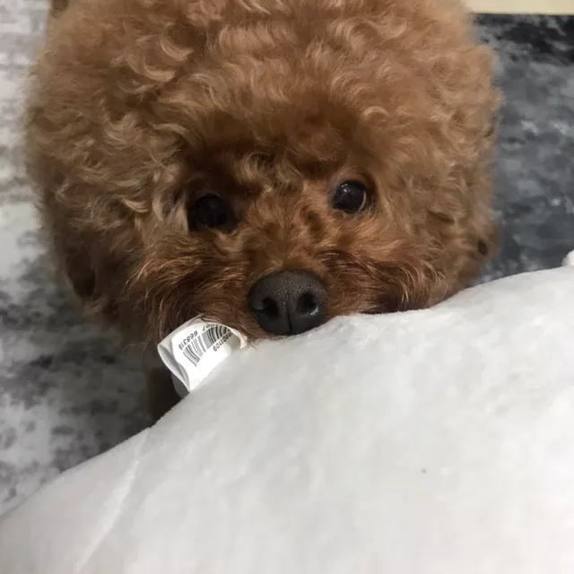전딱총주인