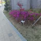 쫄쪼로
