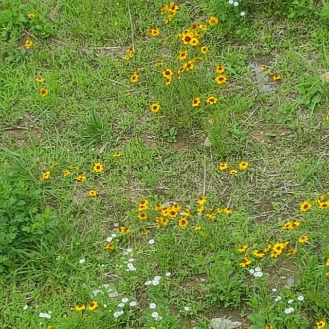 짬뽕