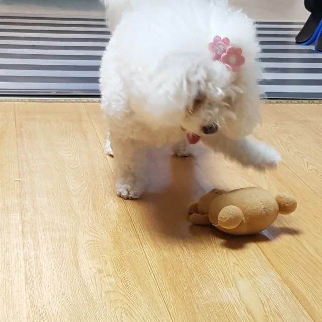 당당근