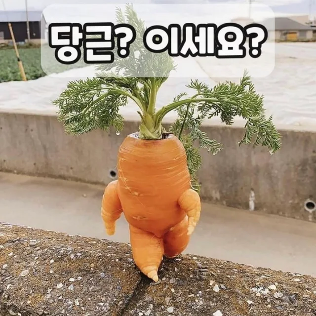 당근이세요