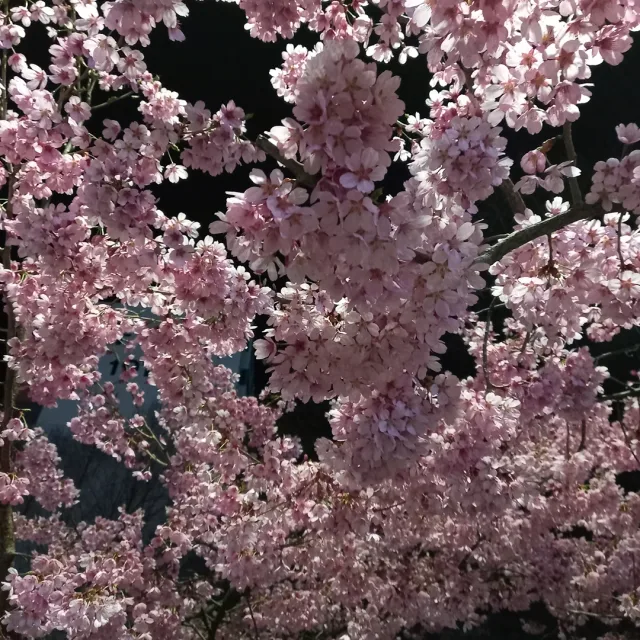 해피