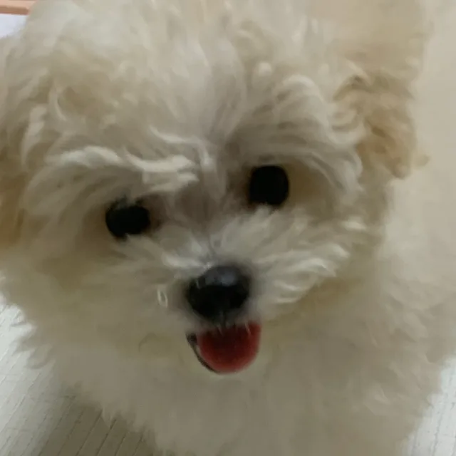 아톰