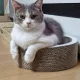 루시and호두