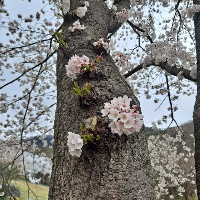 당근하쥬