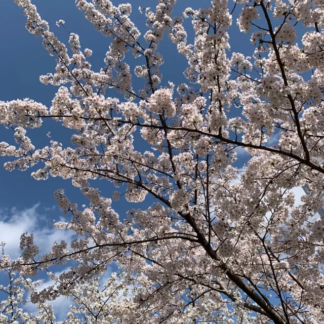 선택과집중