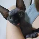 삐삐리뽀옹