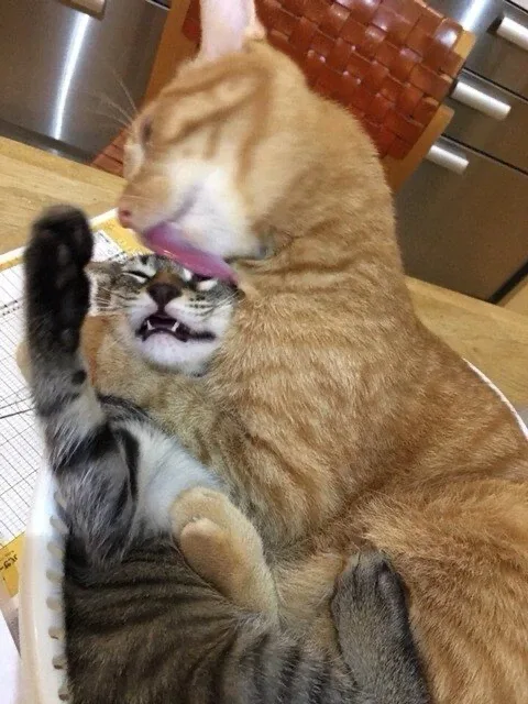 포푸리뽀
