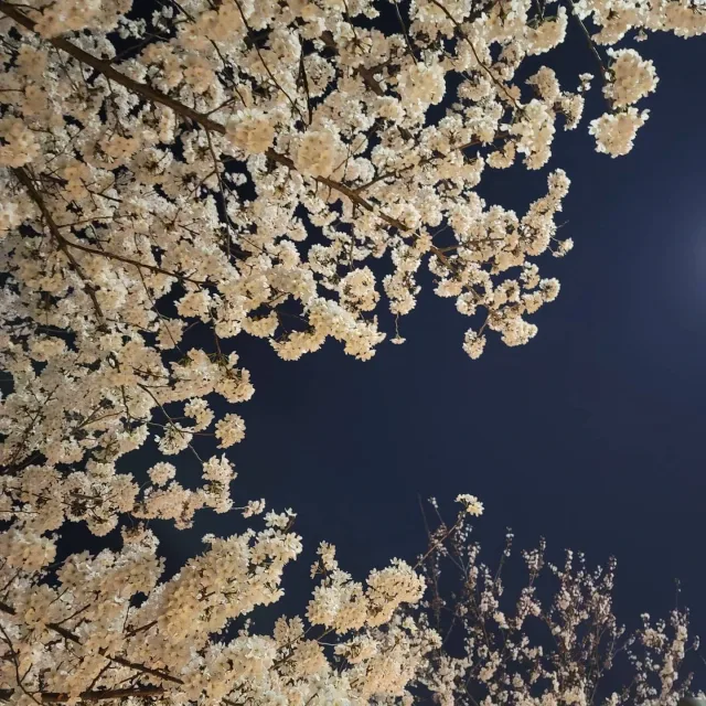 욜리