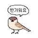 콩콩이