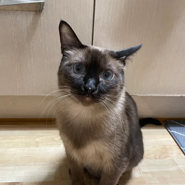 미밍