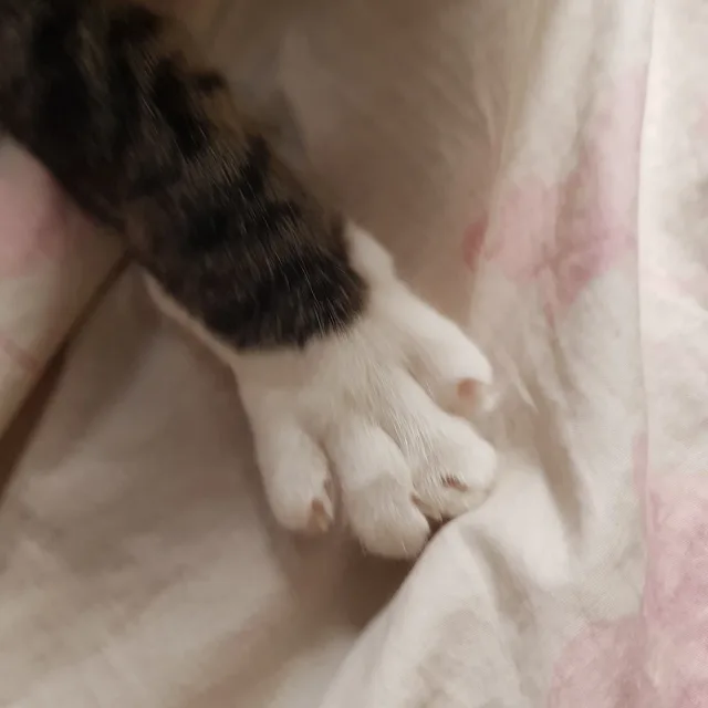 디비