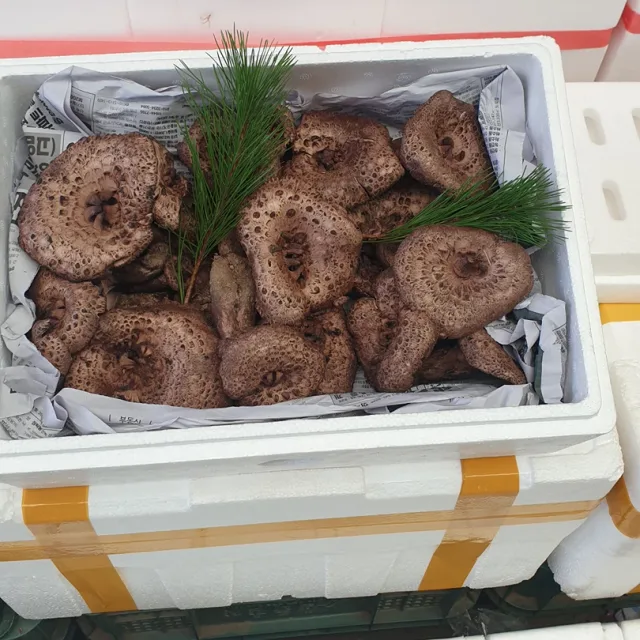 카카오노예