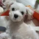 찌니리치