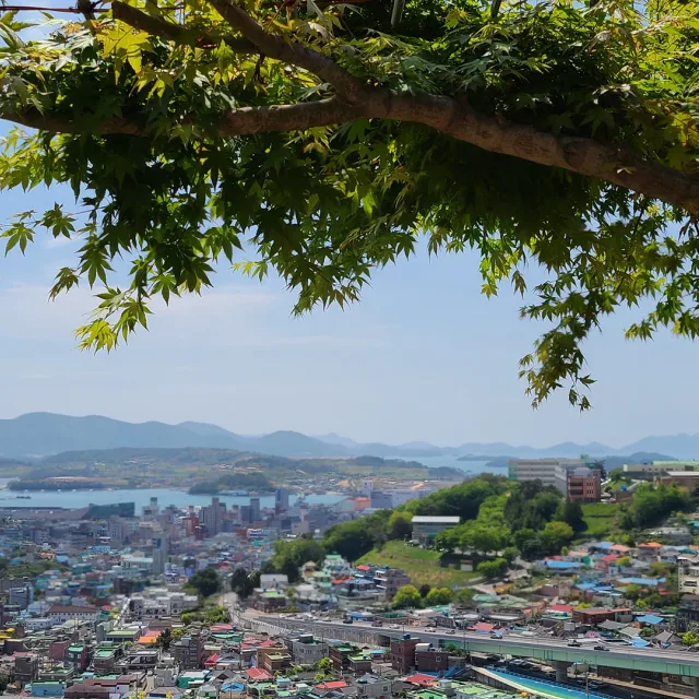 알로에
