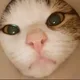 네코코코