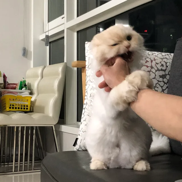 호날두혁