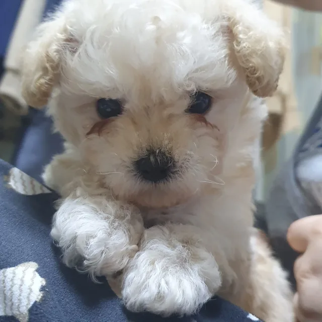 솜베개