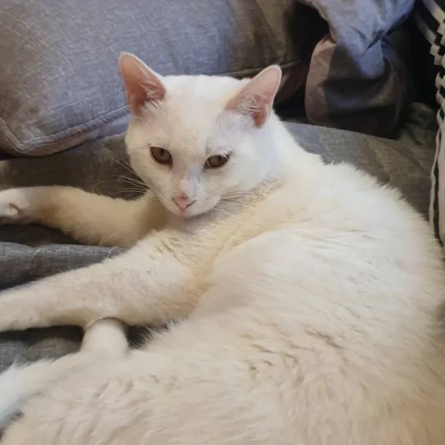 랑이