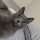 호우