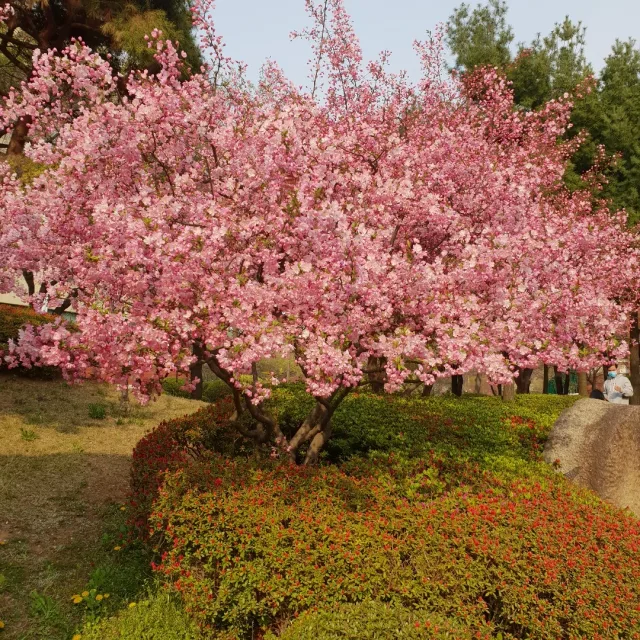 튤립