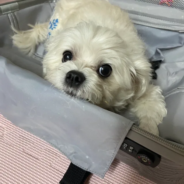 쿨쿨이