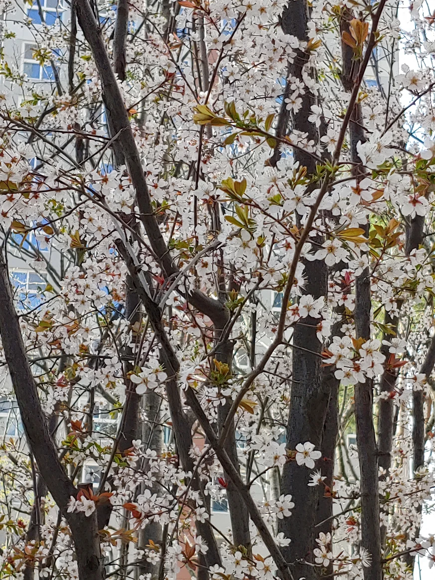 곰세마리
