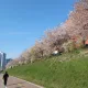 플레인