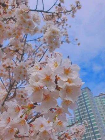 적향