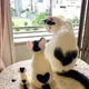 다롱뭉뭉