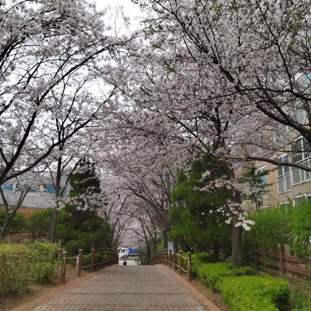 햇살여사