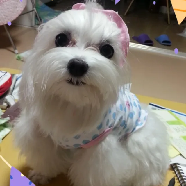 미스꽁꽁