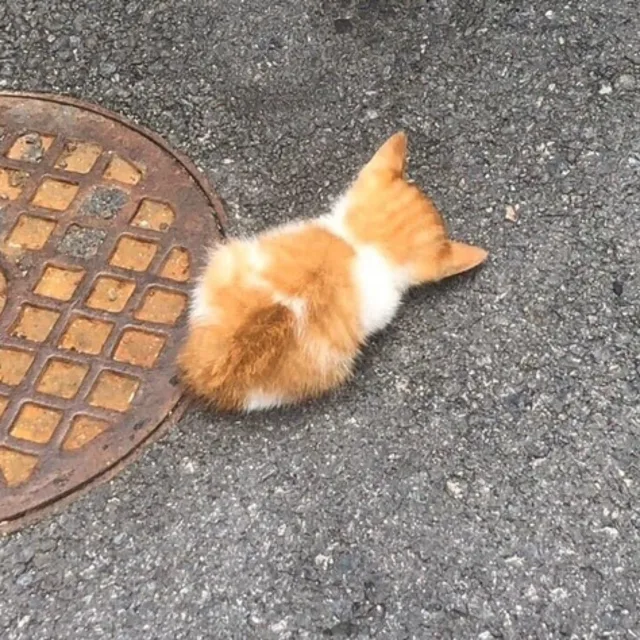 붕어빵