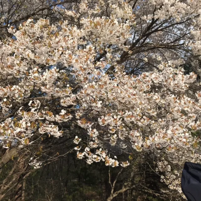spring