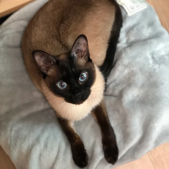 고실이