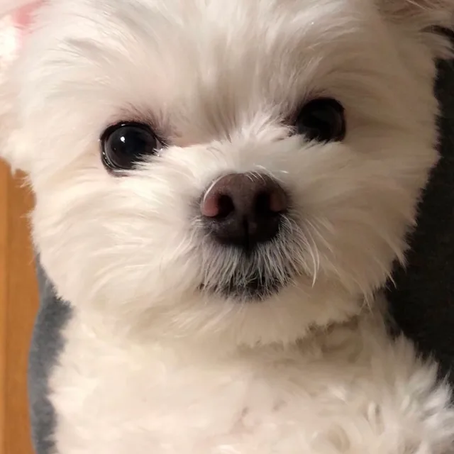 포동이