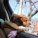 제주푸른밤