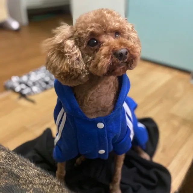 콩이마더