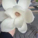 간바레오까상