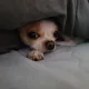 하나