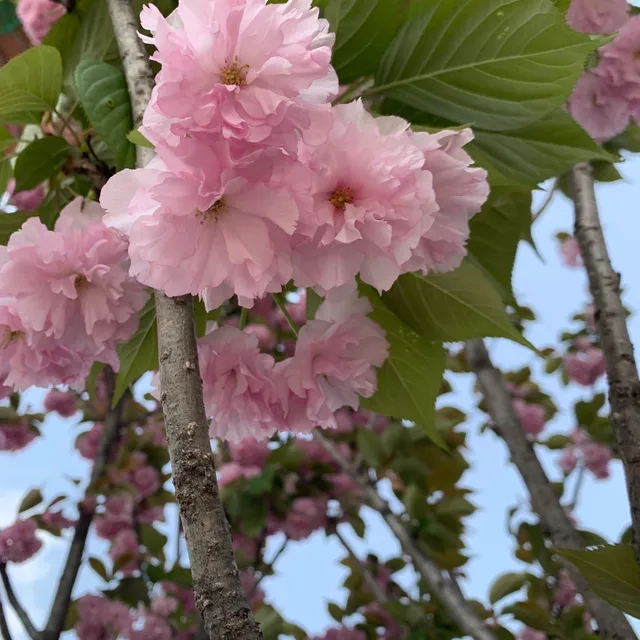 평안