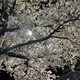 이야이야호