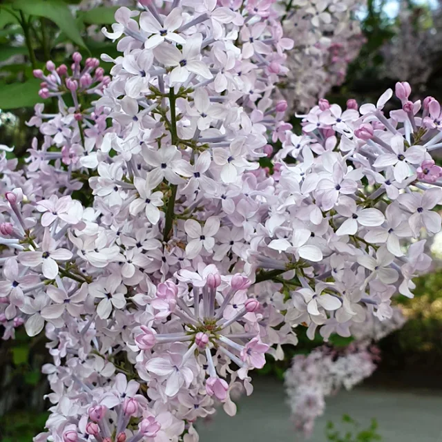 서예맘용산