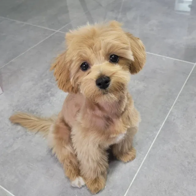 프로집순이